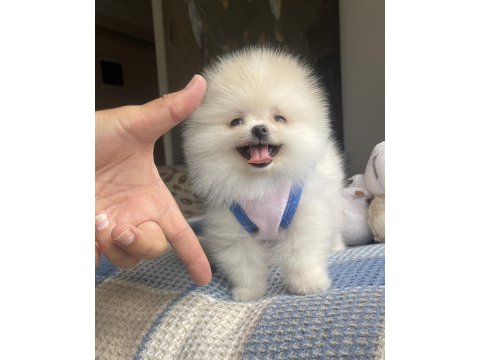 Ayı surat pomeranian boo yavrular