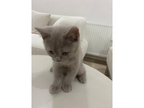 British shorthair kedimizi sahiplendiriyoruz