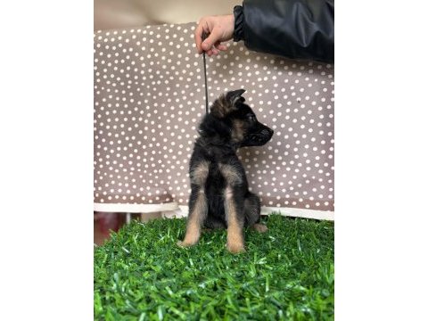 Burkemden a kalite alman çoban köpeği yavrumuz