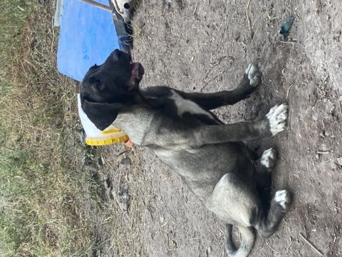 Köpeğimizi sahiplendiriyoruz