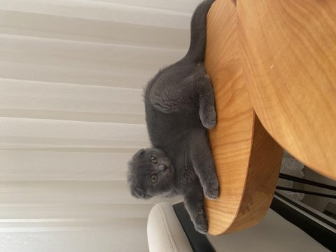 Erkek 3 aylık scottish fold