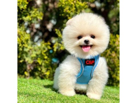 Safkan pomeranian boo köpeklerimiz