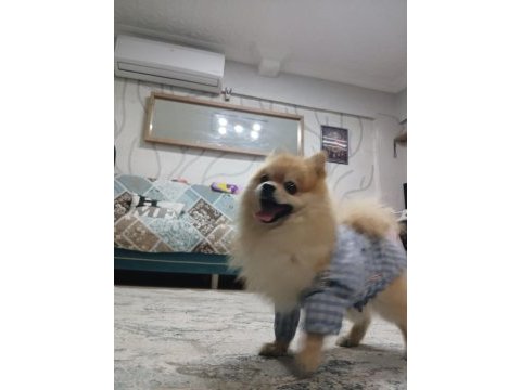 2.5 yaşında pomeranian yavrumuz yeni yuvasını arıyor