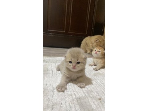 Safkan british bebeklerim pet & şecereli rezerveye açık