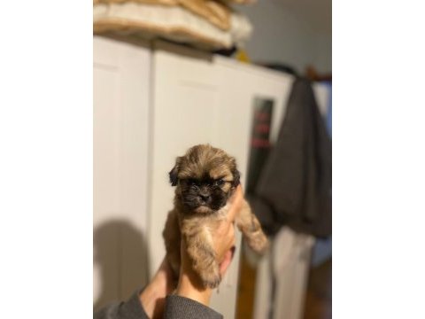 Safkan rengarenk shih tzu bebeklerimiz