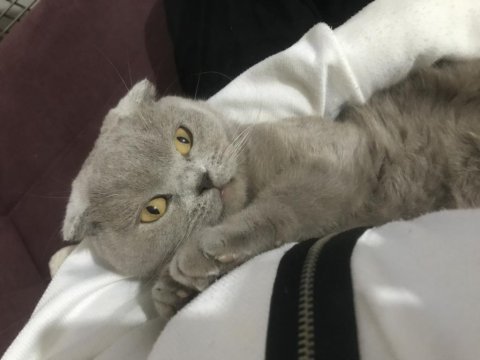 Scottish fold gri dişi