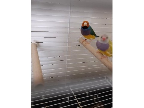 Gökkuşağı ispinoz takım