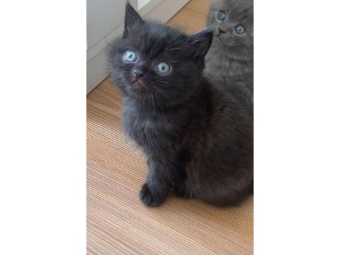 British shorthair siyah kedimi sahiplendirmek istiyorum