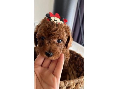 Sağlık ve ırk garantili tam toy poodle minikler