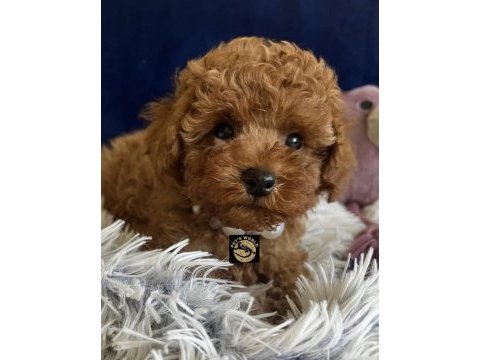 Teacup poodle yavrularımız