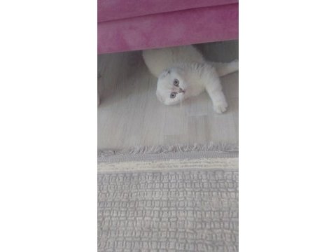 11 aylık scottish fold beyaz
