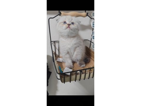 Scottish fold kedisi