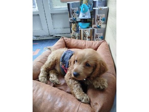 2.5 aylık dişi toy poodle