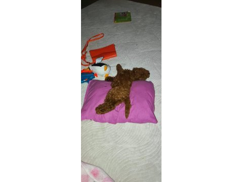 Kalite poodle tesadüf değildir