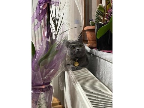 Kısırlaştırılmış çok uysal british shorthair lili hanım