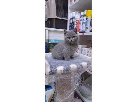 British shorthair yavru