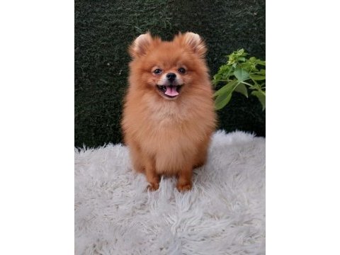 Köpeğimiz yeni yuva aıyor