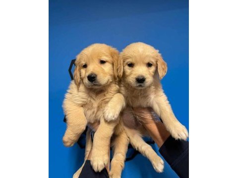 Küt burun golden retriever yavrularımız