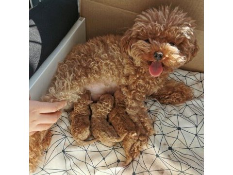 Toy poodle yavru bebekler