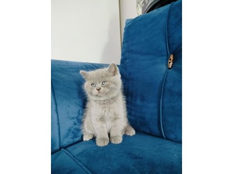 British shorthair yavrumuz