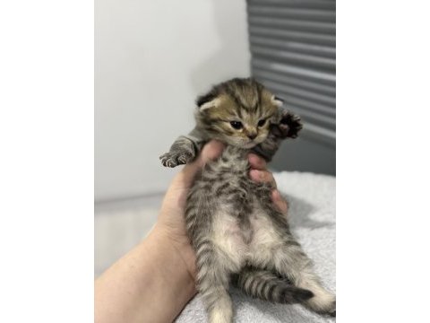 Kırık kulak tabby scottish fold oğlumuz