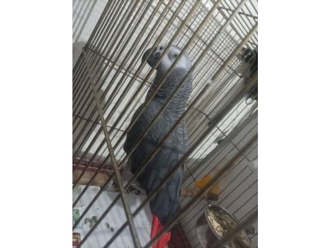 Konuşan ele kola omuza gelen jako papağanı