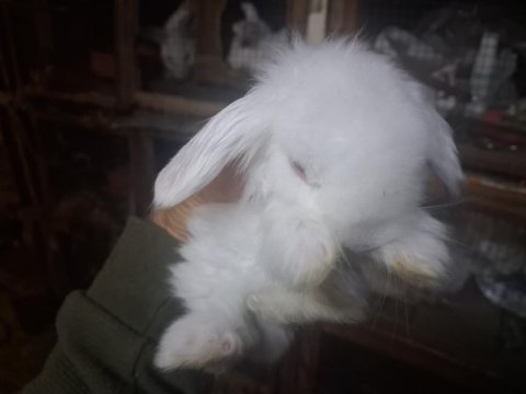 1 aylık hollanda lop tavşan yavruları