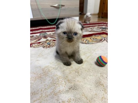 Scottish fold bulu point yavrular