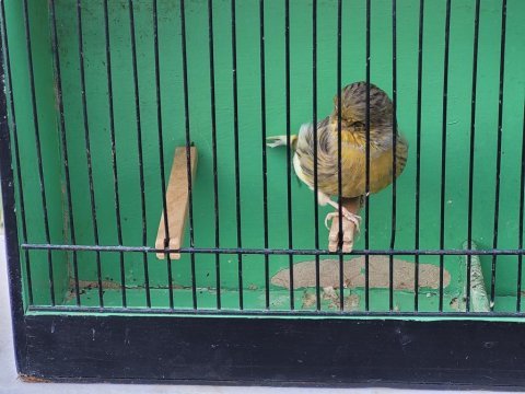 Ötücü kanaryalar