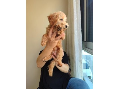 Toy poodle dişi
