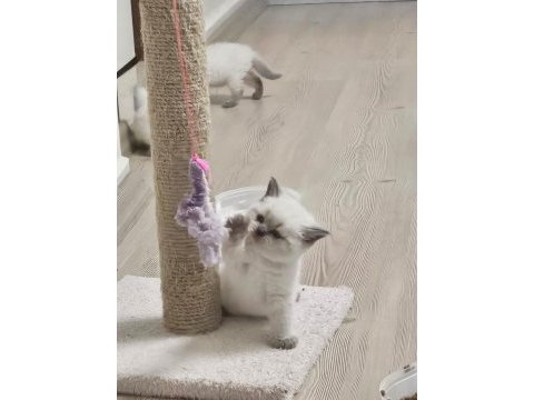 2 aylık cins kediler satılıktır blue point oyuncu kedisi