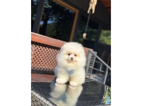 En tatlı pomeranian boo