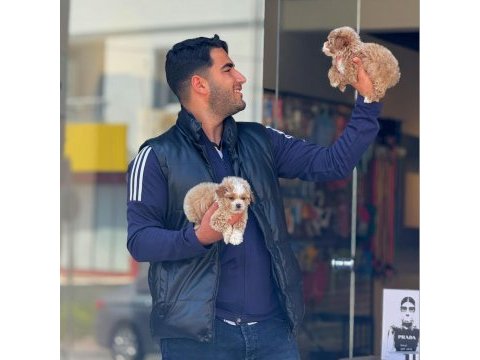 Maltipoo bebegimiz
