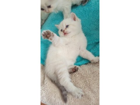 Beyaz scottish fold kedimiz