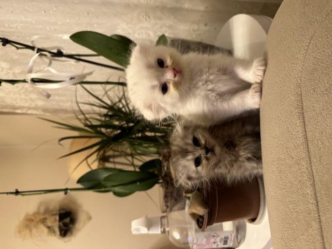 2 adet scottish fold ankara