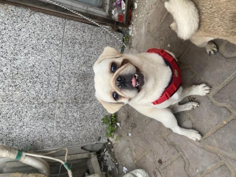 1.5 yaşında pug yakışıklım