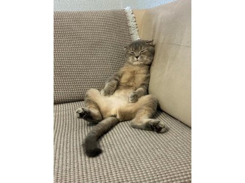 Ücretsiz sahiplendiriyoruz kedimizi