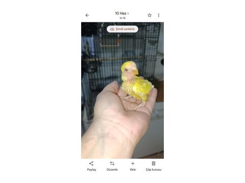 El besleme kırmızı göz mutasyon sevda papağanı