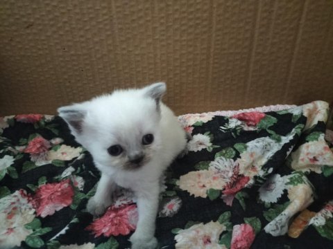 İki renk kahverengi beyaz mavi göz scottish fold yavrular