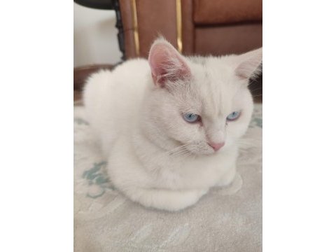 8 aylık erkek british shorthair