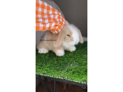 Sarı ve beyaz hollanda lop ve cüce tavşan yavrusu