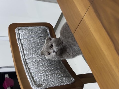 Scottish fold ücretli sahiplendirme