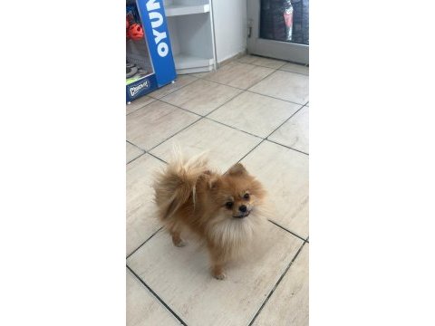 Teacup yetişkin dişi pomeranian