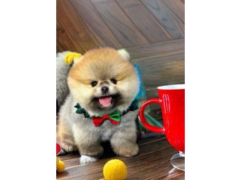 Erkek pomeranian yavrumuz
