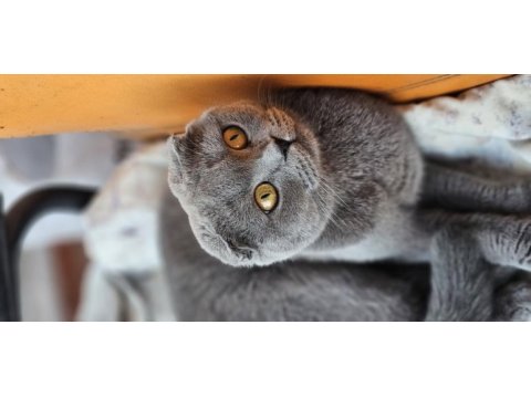 Bakımlı evcil ev kedisi gri dişi scottish fold