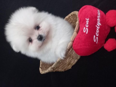 Mükemmel kalitede teacup kar beyaz pomeranian bebekler