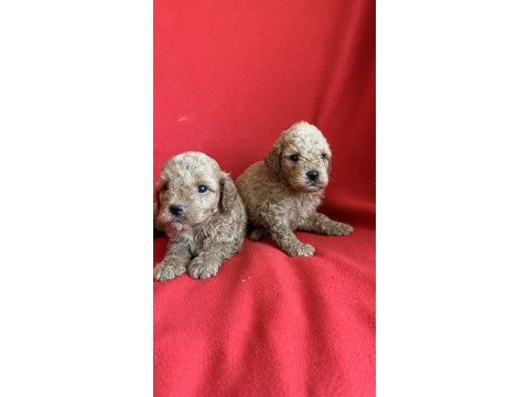 Nadir renkte apricot poodle kıvırcık yavrular