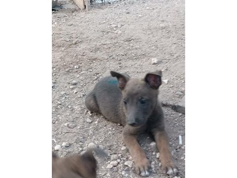 Belçika malinois