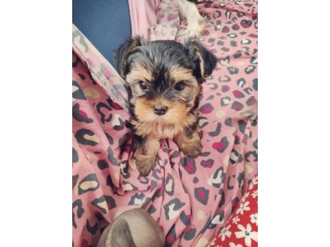 Baba saf kan teacup yorkshire terrier yavrularımız