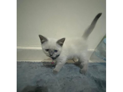 British blue point kedimiz